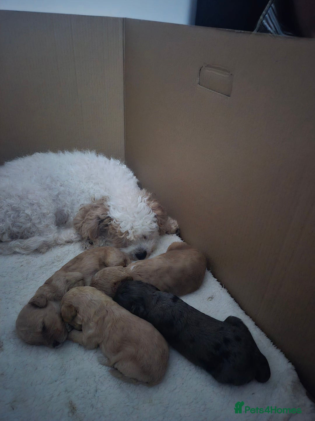 Cockapoo dogs for sale: F2 Cockapoos - Image 1