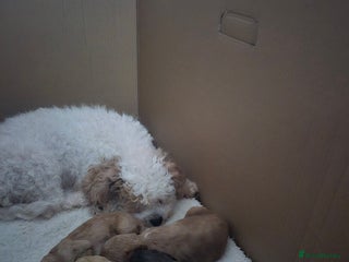 Cockapoo dogs - Advert 27