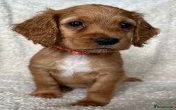 Cocker Spaniel dogs for sale: Extensively Health Tested KC Cocker Spaniels  - Image 11