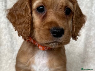 Cocker Spaniel dogs - Advert 22