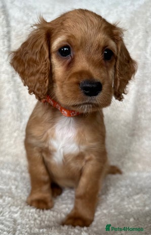 Cocker Spaniel dogs - Advert 2