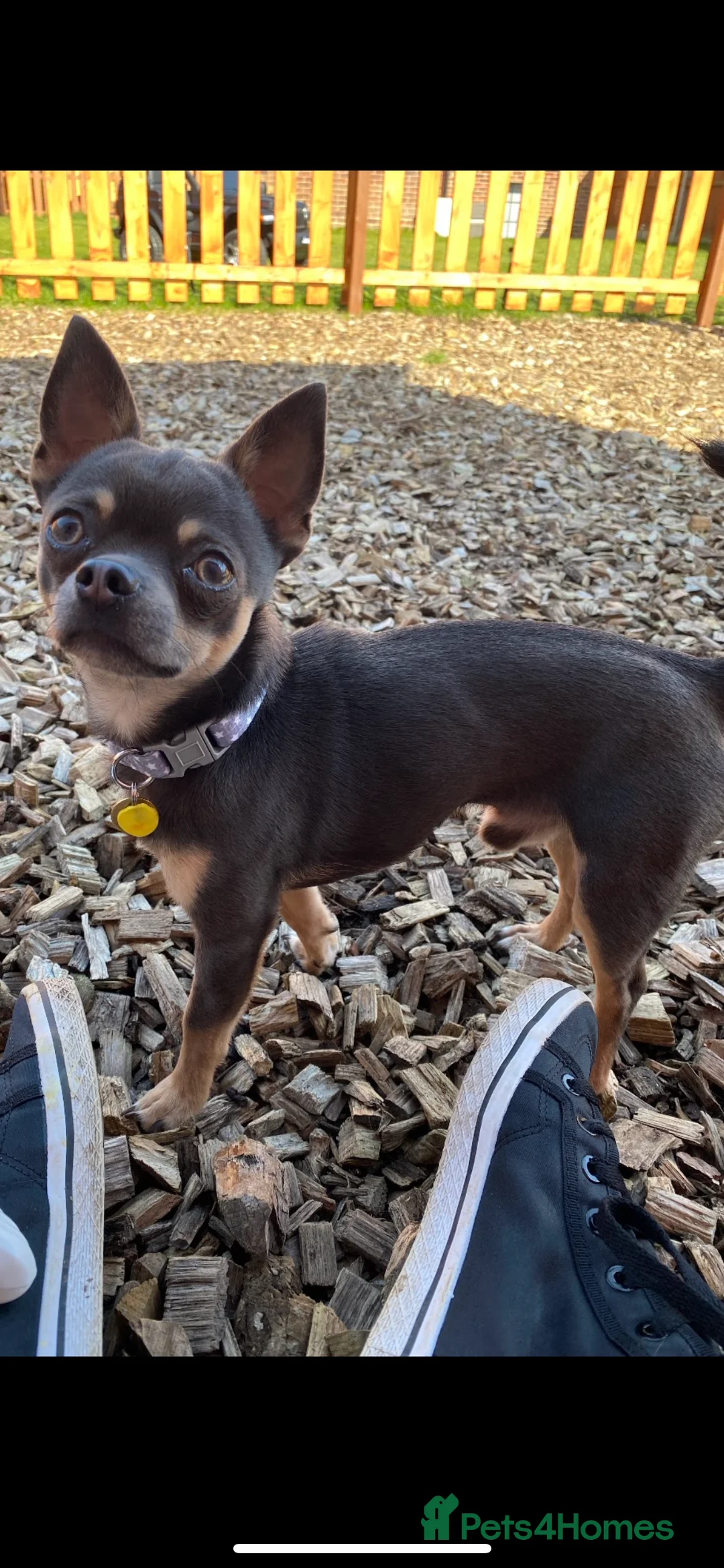 Chihuahua dogs for stud: Small chihuahua stud only not for sale proven  in Bury Saint Edmunds - Advert 19