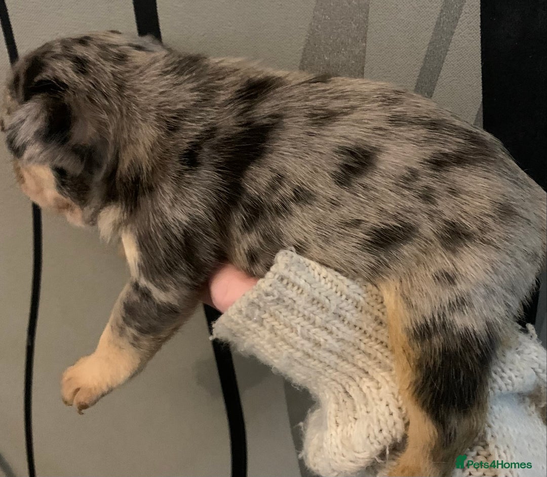 French Bulldog dogs for sale: French bulldogs need loving new homes - Advert 13