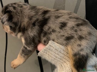 French Bulldog dogs Fabulous French bulldogs of excellent quality - Advert 18