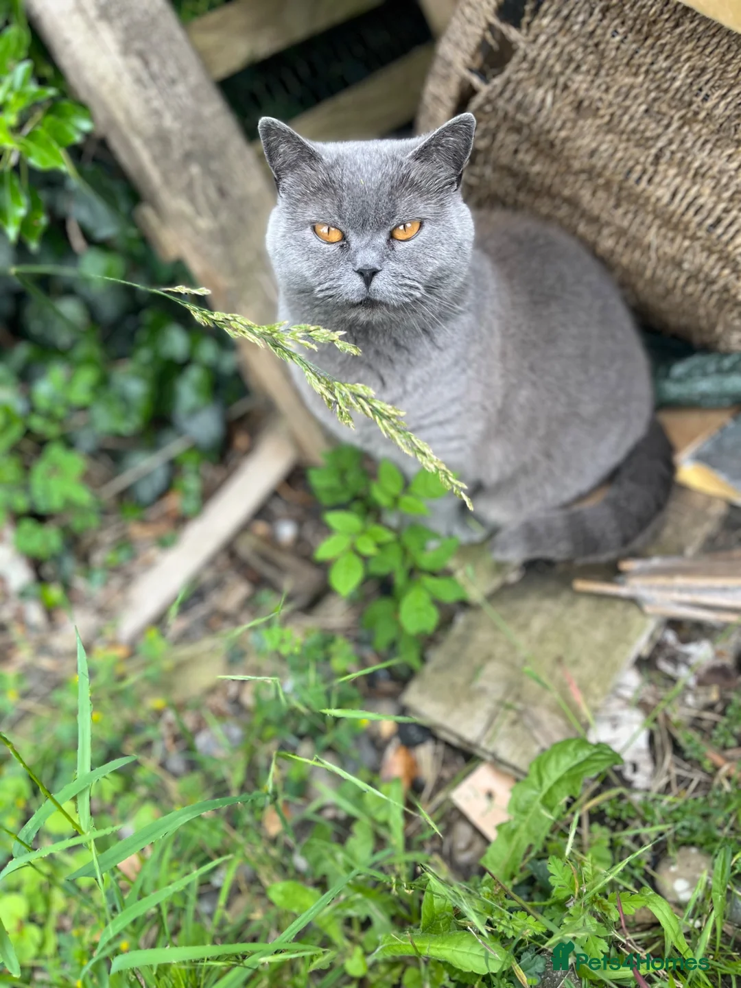 British Shorthair cats for sale: Boy kittens - Advert 2