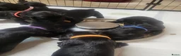 Sprocker dogs for sale: Beautiful, healthy Spaniel puppies. in Dover - Advert 2