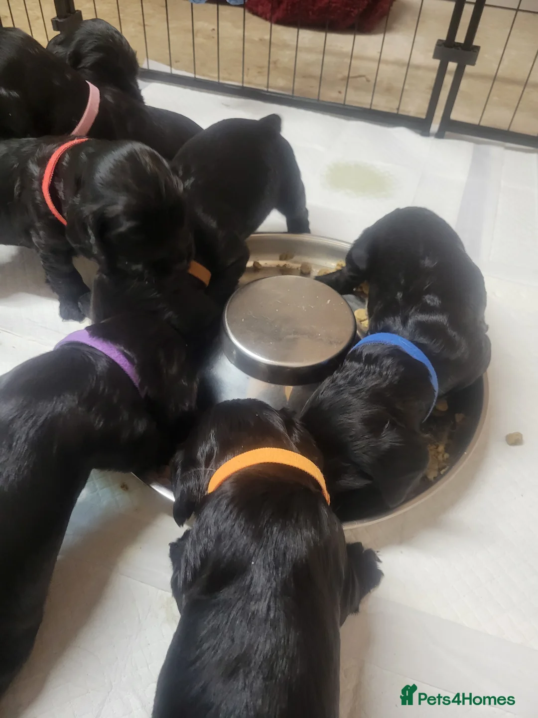 Sprocker dogs for sale: Beautiful, healthy Spaniel puppies. in Dover - Advert 2
