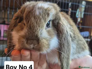 French Lop rabbits Beautiful French Lops - Advert 3