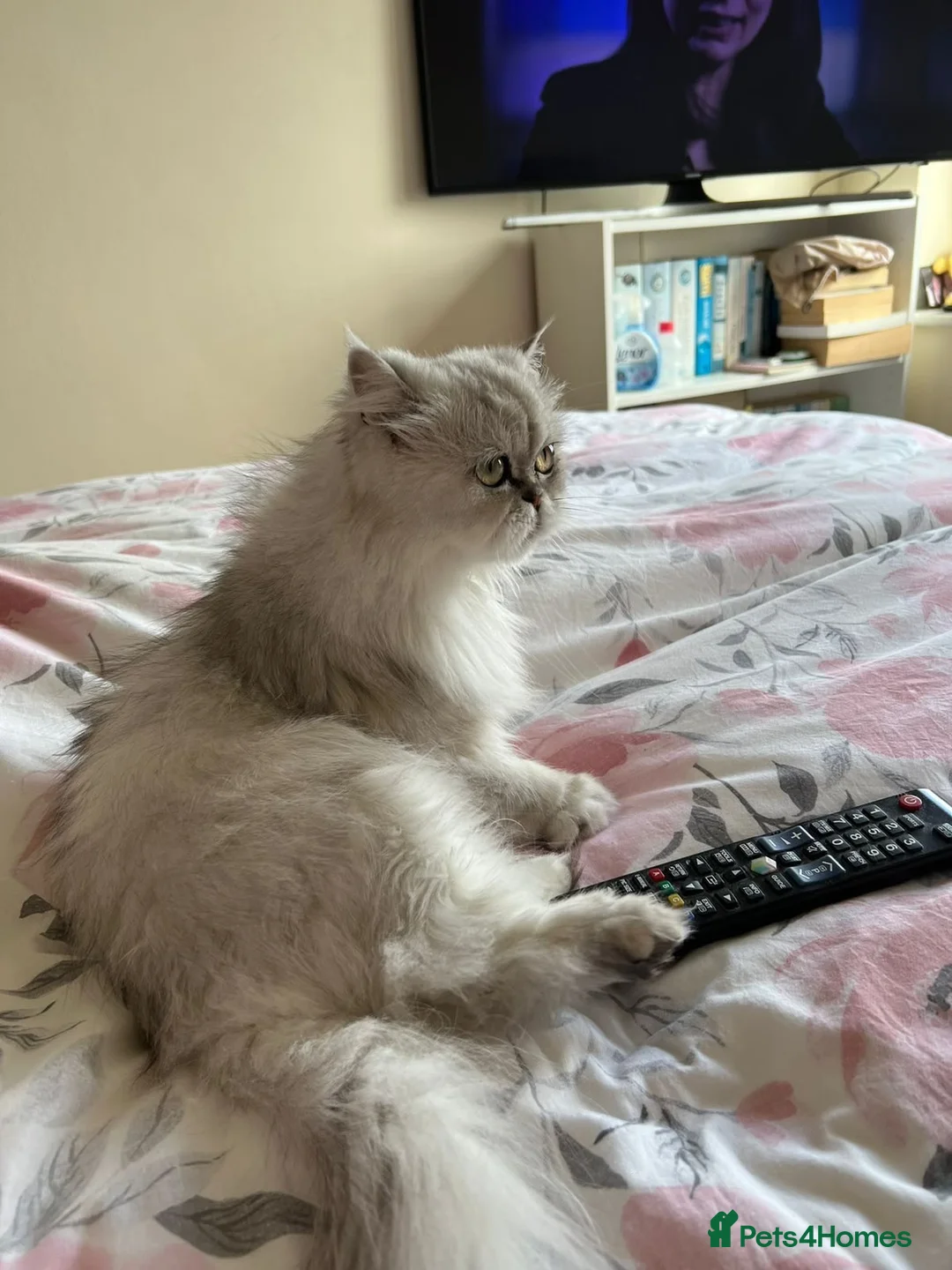 Exotic cats for sale: Beautiful Pedigree Persian Cat  - Advert 2
