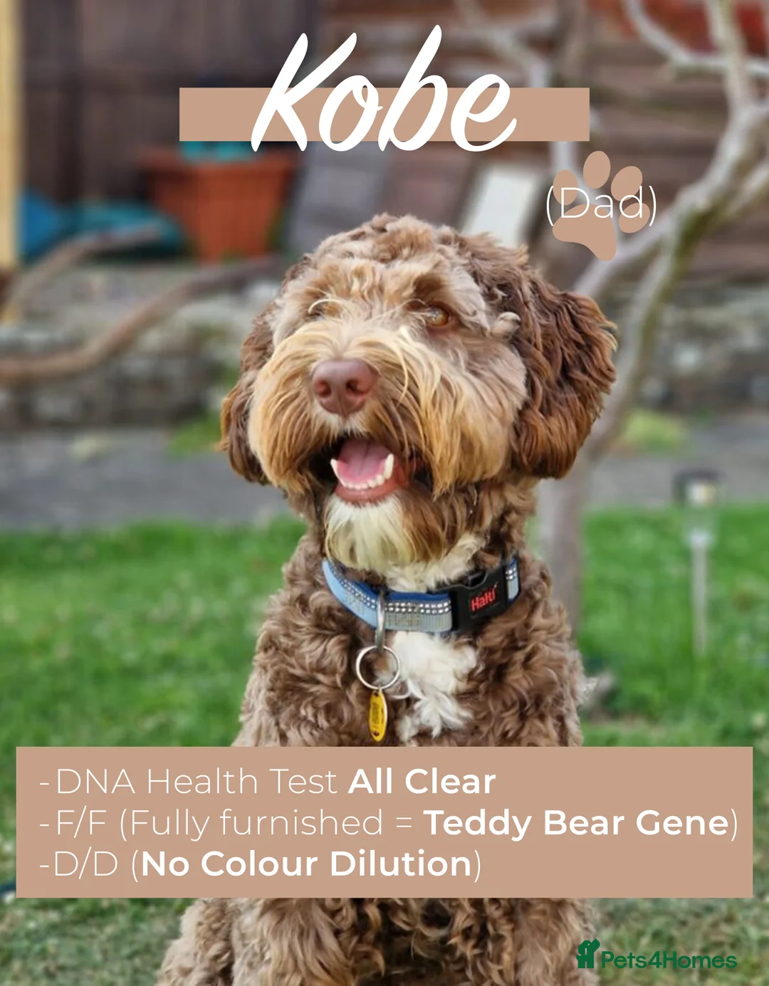 Mixed Breed dogs for sale: Australian Labradoodle Puppies (COMING SOON) - Advert 2