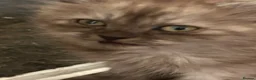 Mixed Breed cats for sale: Shorthair x Siberian  - Advert 2