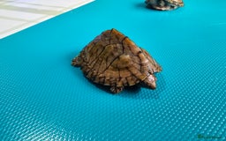 Turtle reptiles for sale: 2x Razorback baby turtles , 2x common musk turtles - Image 3