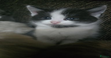 Mixed Breed cats - Advert 4