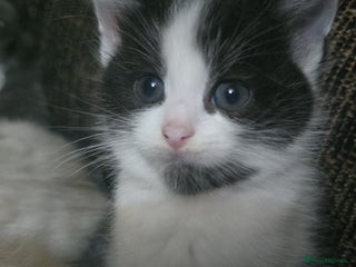 Mixed Breed cats - Advert 2