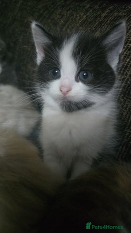 Mixed Breed cats - Advert 5