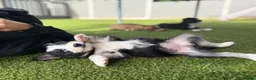 Mixed Breed dogs for sale: Labradoodle × Siberian Husky Puppies - Advert 14