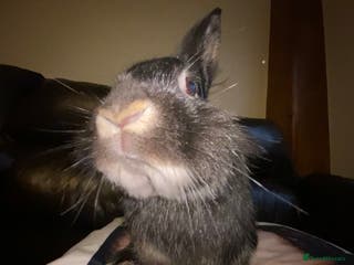 Silver rabbits Bumboclaat (Silver Marten Rabbit) - Advert 2