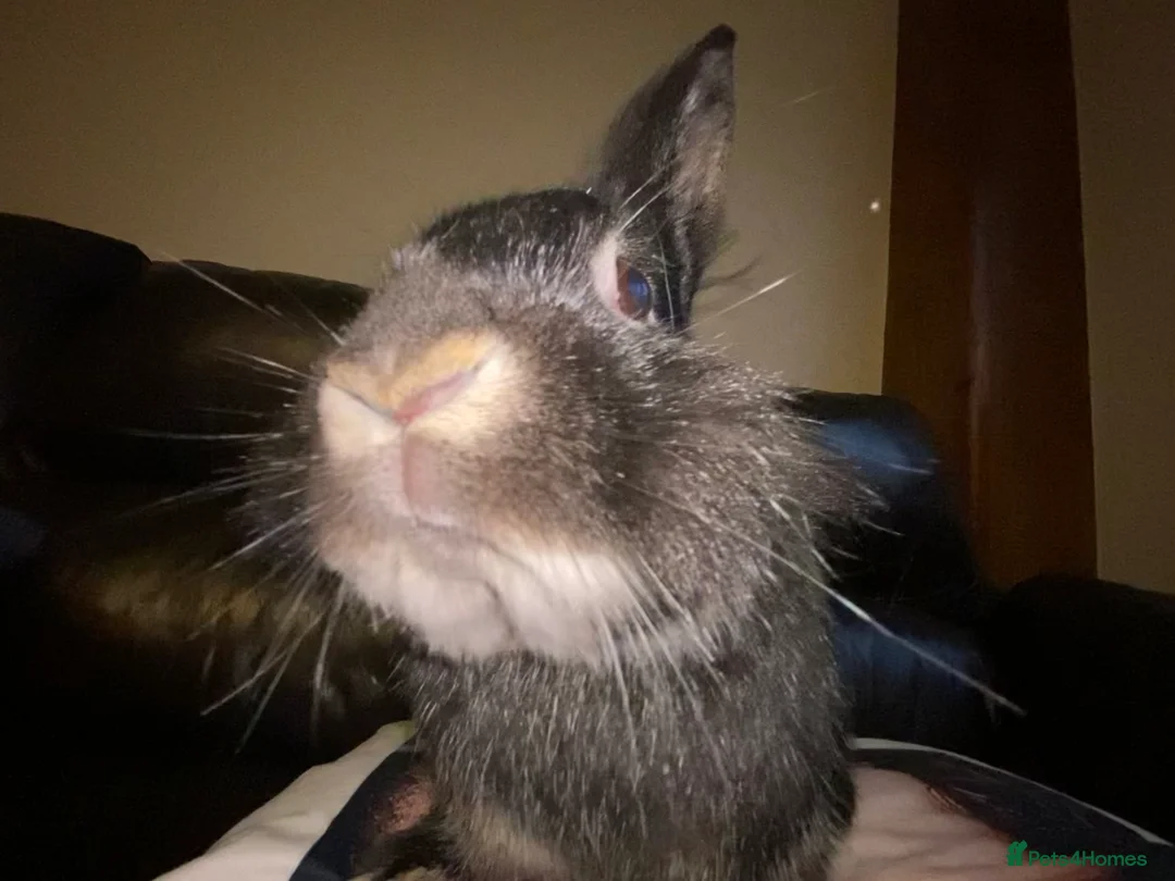 Silver rabbits for sale: Bumboclaat (Silver Marten x Lionhead Rabbit) - Advert 1