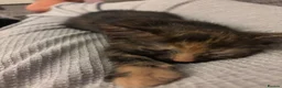 Mixed Breed cats for sale: Russian blue x American shorthair  - Advert 3