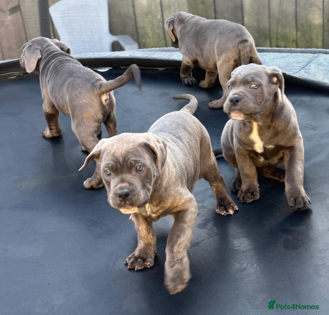 Cane Corso dogs for sale: CANE CORSO CHAMPION BLOOD LINE VERY GOOD STOCK - Advert 5