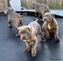 Cane Corso Puppy 6