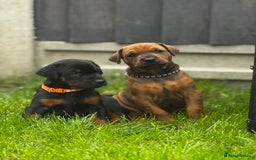 Dobermann dogs for sale: F1b Working dobermanns  - Image 16