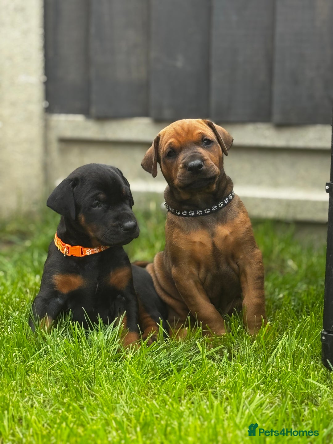 Dobermann dogs for sale: F1b Working dobermanns  - Image 16