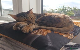 Bengal cats for sale: 3 year old neutered male cat - Image 2