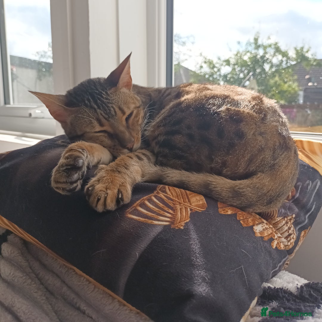 Bengal cats for sale: 3 year old neutered male cat - Image 2