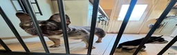 Mixed Breed dogs for sale: French bulldog / Chihuahua  - Advert 7