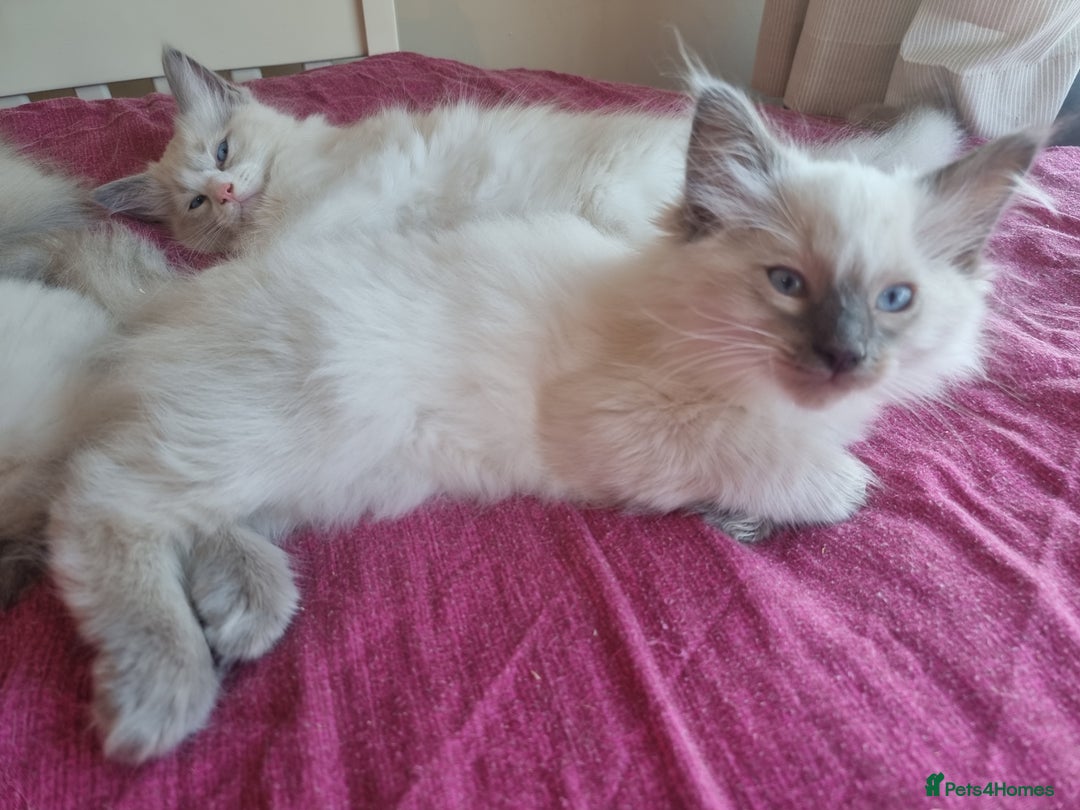 Ragdoll cats for sale: Beautiful ragdolls   - Image 14