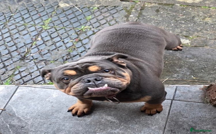 English Bulldog dogs - Advert 11