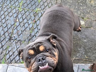 English Bulldog dogs for sale - Advert 1