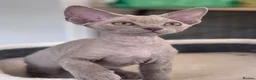 Devon Rex cats for sale: Fantastic pedigree Devon Rex kittens  - Advert 2