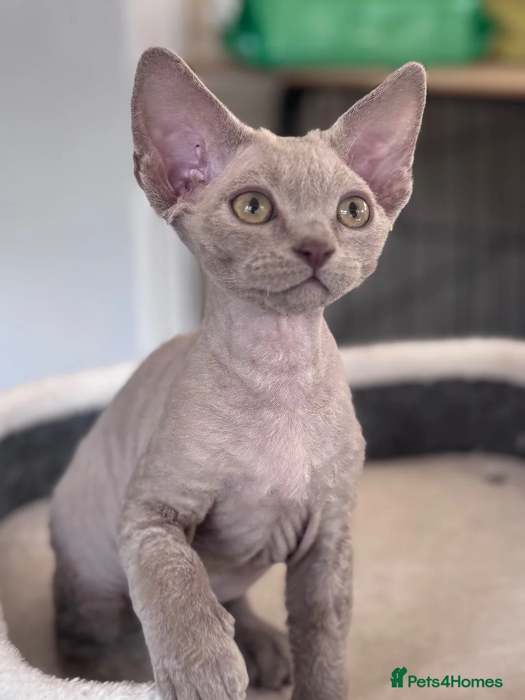 Devon Rex cats for sale: Fantastic pedigree Devon Rex kittens  - Advert 2