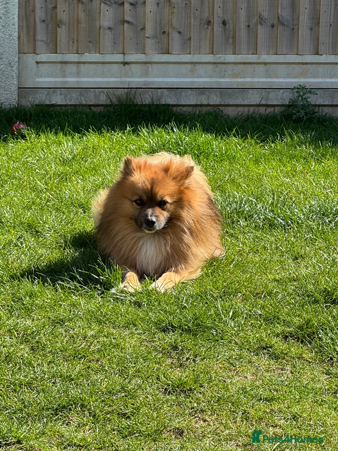 German Spitz dogs for sale: German spitz puppies for sale  - Advert 1