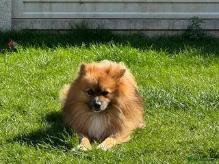 German Spitz dogs German spitz puppies for sale - Advert 2