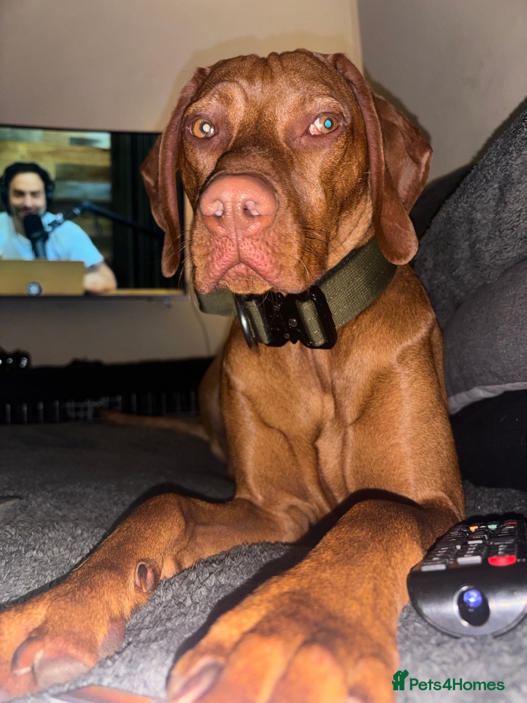 Hungarian Vizsla dogs for sale: Cooper  - Image 6