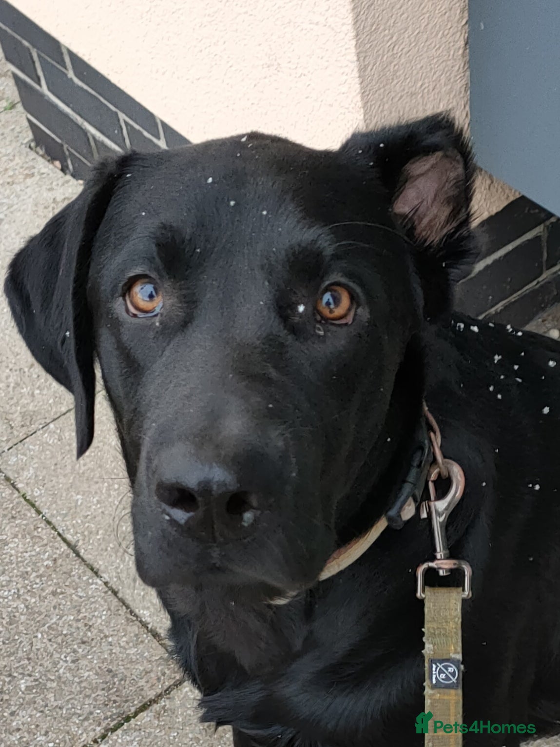 Labrador Retriever dogs Vinnie  - Advert 1