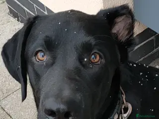 Labrador Retriever dogs Vinnie - Advert 1