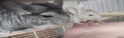 Chinchilla rodents for sale:  Friendly Female Chinchilla Kit available  - Advert 3
