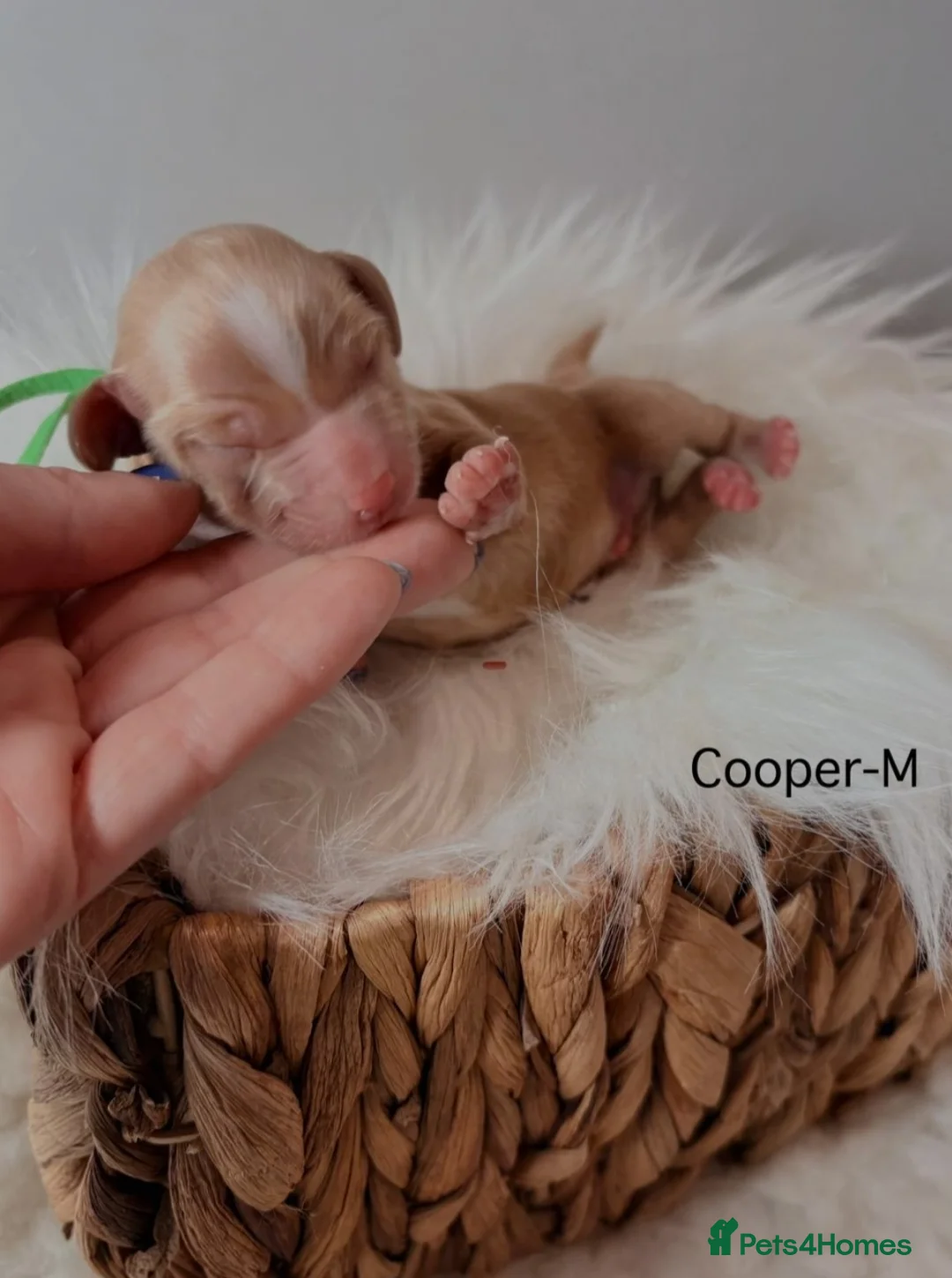 Cockapoo dogs for sale: Cockapoo puppies for sale - Advert 7