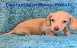 Miniature Dachshund dogs for sale: Rainbow Litter KC REG mini Daxi  - Image 15