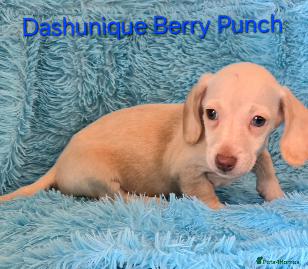Miniature Dachshund dogs for sale: Rainbow Litter KC REG mini Daxi  - Image 15