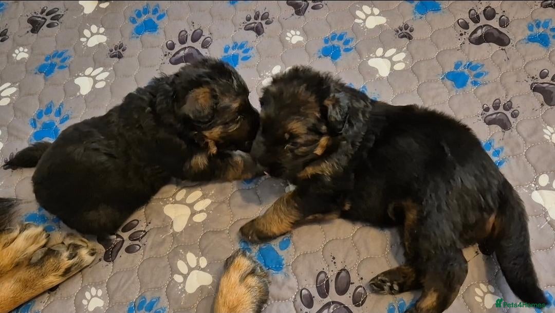 German Shepherd dogs Stunning GSD Puppies – KC Registered –  DM Clear - Advert 4
