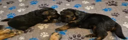 German Shepherd dogs for sale: Stunning GSD Puppies – KC Registered –  DM Clear - Advert 1