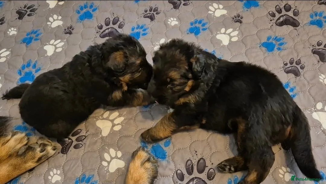 German Shepherd dogs for sale: Stunning GSD Puppies – KC Registered –  DM Clear - Advert 1