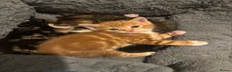 Mixed Breed cats for sale: Kittens for sale to good homes  - Advert 15