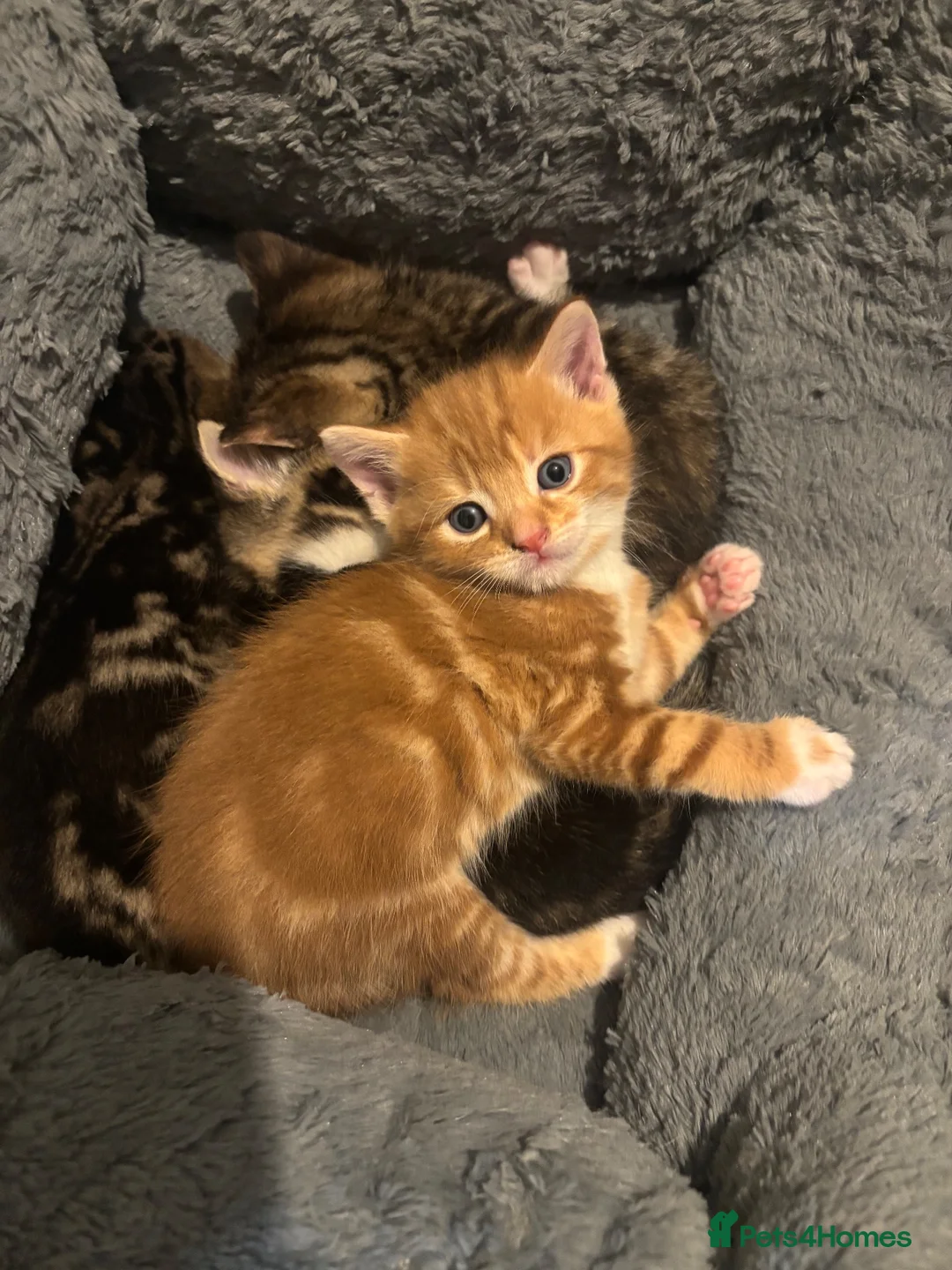 Mixed Breed cats for sale: Kittens for sale to good homes  - Advert 15