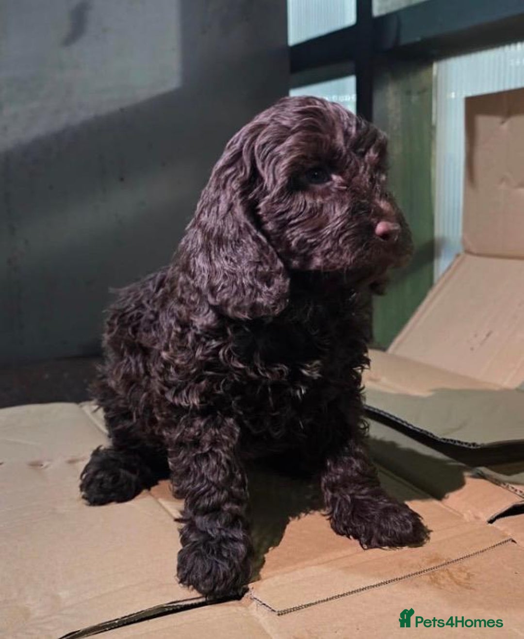 Cockapoo dogs for sale: cockapoos - Advert 7